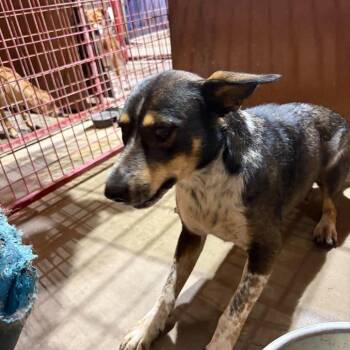 Rosie -  Sheep Dog Dog for Adoption in Madill, Oklahoma - Rosie | PetCurious