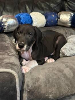 Comet -  Great Dane Dog for Adoption in Milton, Georgia - Comet | PetCurious