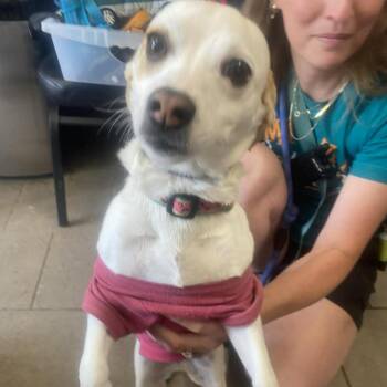 Mixed Breed Dogs Available for Adoption in Huntington, West Virginia - Tina | PetCurious