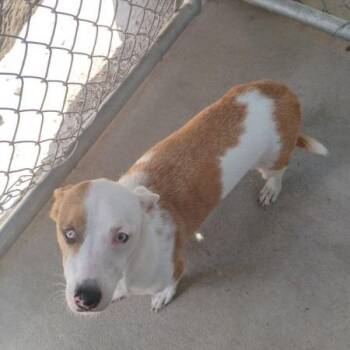 Sweetie Speckles GC -  Dachshund and Mixed Breed Dog for Adoption in Austin, Texas - Sweetie Speckles GC | PetCurious