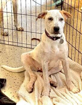 Rescue Pointer Dogs for Adoption in Baton Rouge, Louisiana - TORI | PetCurious