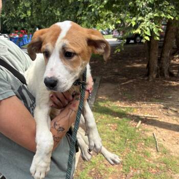 Lemon Drop 2515 -  Mixed Breed Dog for Adoption in Springboro, Ohio - Lemon Drop 2515 | PetCurious