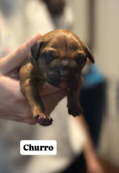 Rescue Mixed Breed Dogs for Adoption in New York, New York - Churro | PetCurious