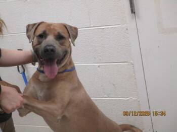 Labrador Retriever Dogs Available for Adoption - (877) | PetCurious