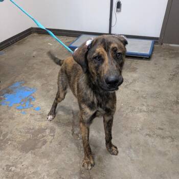 Fidget -  Shepherd and Mountain Cur Dog for Adoption in Hattiesburg, Mississippi - Fidget | PetCurious