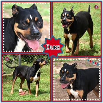 Rescue Boxer Dogs for Adoption in Wedowee, Alabama - Duke | PetCurious