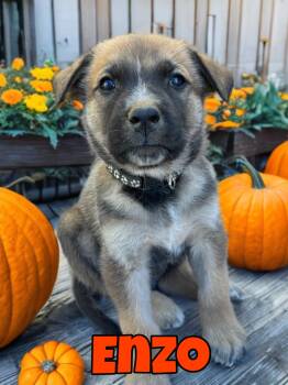 Rescue Belgian Shepherd Malinois Dogs for Adoption in Perris, California - ENZO | PetCurious