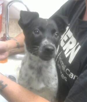 Labrador Retriever and Mixed Breed Dogs Available for Adoption in Albuquerque, New Mexico - COUNT CHACO | PetCurious