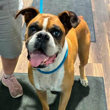 Fraizer -  Boxer Dog for Adoption in Jeffersonville, Indiana - Fraizer | PetCurious