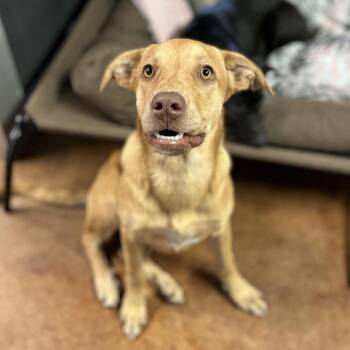 Thelma -  Yellow Labrador Retriever and Mixed Breed Dog for Adoption in Clarksville, Arkansas - Thelma | PetCurious