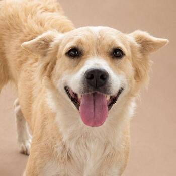 AINA (OUT OF TOWN) -  Border Collie and Golden Retriever Dog for Adoption in New York, New York - AINA (OUT OF TOWN) | PetCurious
