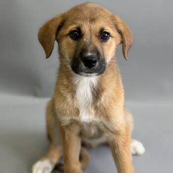 Mixed Breed Dogs Available for Adoption - Rain | PetCurious