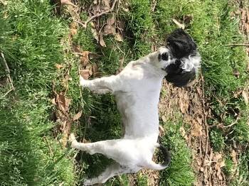 Shih Tzu and Poodle Dogs Available for Adoption in Memphis, Tennessee - Aila Marie | PetCurious