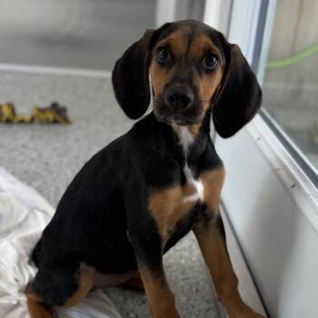 Gonzo -  Beagle Dog for Adoption in Freeport, Florida - Gonzo | PetCurious