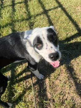 Bingo -  Border Collie and Labrador Retriever Dog for Adoption in Burgaw, North Carolina - Bingo | PetCurious