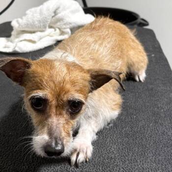 Jack Russell Terrier and Mixed Breed Dogs Available for Adoption - Betty | PetCurious