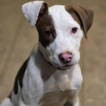 Ruben Tigre -  Pit Bull Terrier and Labrador Retriever Dog for Adoption in Friendswood, Texas - Ruben Tigre | PetCurious