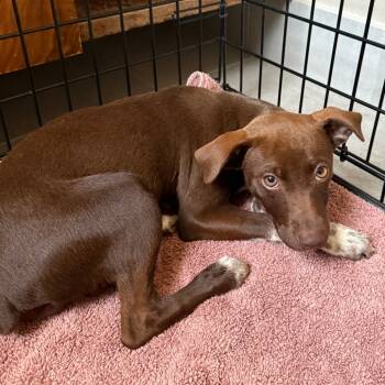 Rescue Chihuahua Dogs for Adoption in Cashmere, Washington - Mila | PetCurious