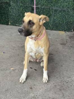Shepherd and Mixed Breed Dogs Available for Adoption in El Paso, Texas - LADY | PetCurious