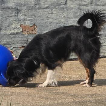 Raea (fka Rae) -  Chihuahua and Pomeranian Dog for Adoption in Edwards, Illinois - Raea (fka Rae) | PetCurious
