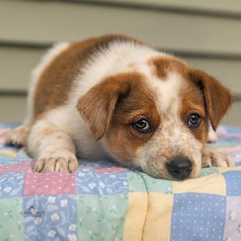 Louie -  Australian Shepherd and Mixed Breed Dog for Adoption in Cincinnati, Ohio - Louie | PetCurious