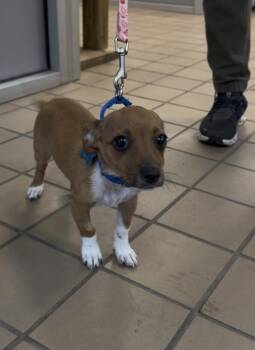 Chihuahua Dogs Available for Adoption in Wantagh, New York - Bert | PetCurious
