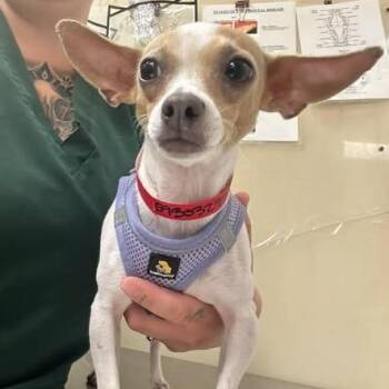Chihuahua Dogs Available for Adoption in Park Row, Texas - Princess Donut | PetCurious