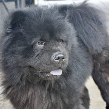 Chow Chow Dogs Available for Adoption in Bowling Green, Ohio - ZEUS | PetCurious