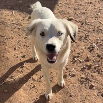 Rescue Mixed Breed Dogs for Adoption in Moab, Utah - Tipper | PetCurious