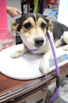 Chihuahua Dogs Available for Adoption in Pahrump, Nevada - Bree | PetCurious