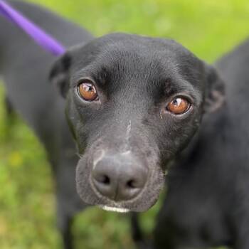 Giselle -  Terrier and Black Labrador Retriever Dog for Adoption in Chico, California - Giselle | PetCurious