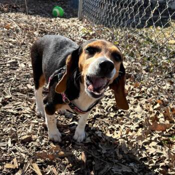 Beagle Dogs Available for Adoption in Minnetonka, Minnesota - Kyla D68819 | PetCurious