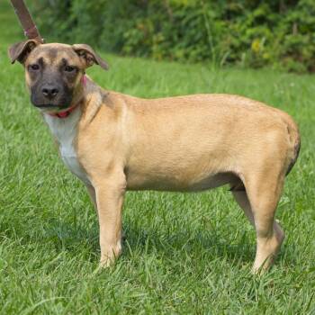 Peaches -  Shepherd and Mixed Breed Dog for Adoption in South Elgin, Illinois - Peaches | PetCurious