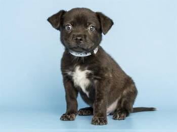 LIAM -  Chihuahua and Mixed Breed Dog for Adoption in Phoenix, Arizona - LIAM | PetCurious