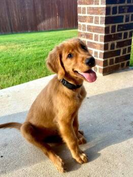 Skipper -  Golden Retriever Dog for Adoption in Fort Worth, Texas - Skipper | PetCurious