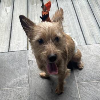 Brownie HHD -  Australian Terrier Dog for Adoption in Austin, Texas - Brownie HHD | PetCurious
