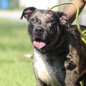 Haven -  Catahoula Leopard Dog Dog for Adoption in Columbia, South Carolina - Haven | PetCurious
