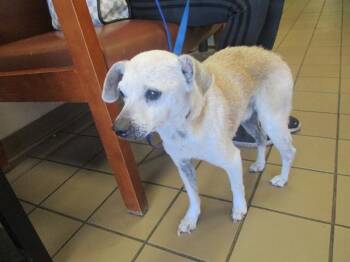 Chihuahua Dogs Available for Adoption - BUDDY | PetCurious