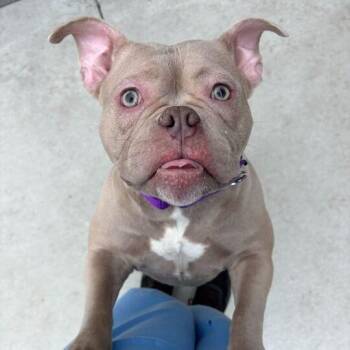 Mixed Breed Dogs Available for Adoption - Marissa | PetCurious