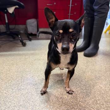 IVHS-Stray-141662 -  Chihuahua Dog for Adoption in San Gabriel, California - IVHS-Stray-141662 | PetCurious