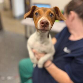 Tonka -  Mixed Breed Dog for Adoption in Columbiana, Alabama - Tonka | PetCurious