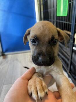 Koda - dark green -  American Bulldog Dog for Adoption in Lakeland, Florida - Koda - Dark Green | PetCurious