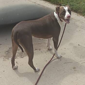 Rusty -  Bull Terrier Dog for Adoption in Spring, Texas - Rusty | PetCurious