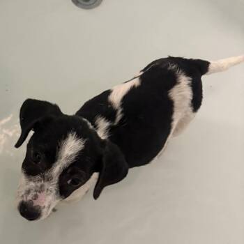 Tootie -  Jack Russell Terrier Dog for Adoption in Hinesville, Georgia - Tootie | PetCurious