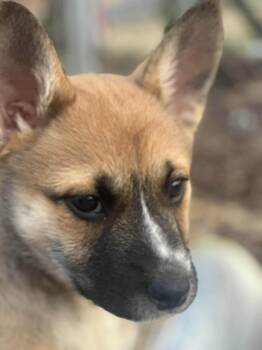 German Shepherd Dog and Australian Cattle Dog Blue Heeler Dogs Available for Adoption - Lolli | PetCurious