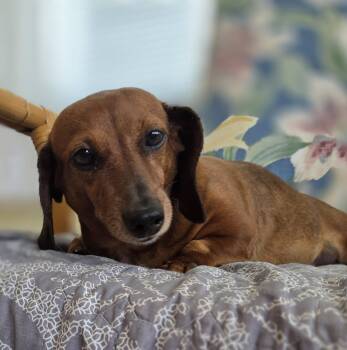Dachshund Dogs Available for Adoption in Scotch Plains, New Jersey - Bean | PetCurious
