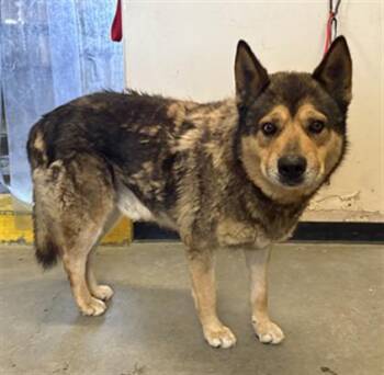 Rescue German Shepherd Dog and Mixed Breed Dogs for Adoption in Camarillo, California - CLARK | PetCurious