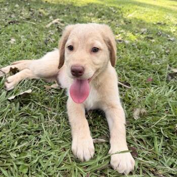Sugar -  Golden Retriever and Goldendoodle Dog for Adoption in Warrior, Alabama - Sugar | PetCurious