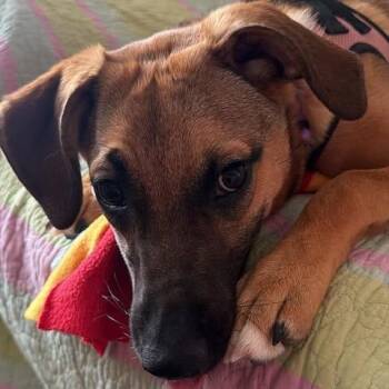 Elaine -  American Staffordshire Terrier and Mixed Breed Dog for Adoption in New York, New York - Elaine | PetCurious
