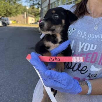 Rescue Mixed Breed Dogs for Adoption in Fredericksburg, Virginia - Orca | PetCurious